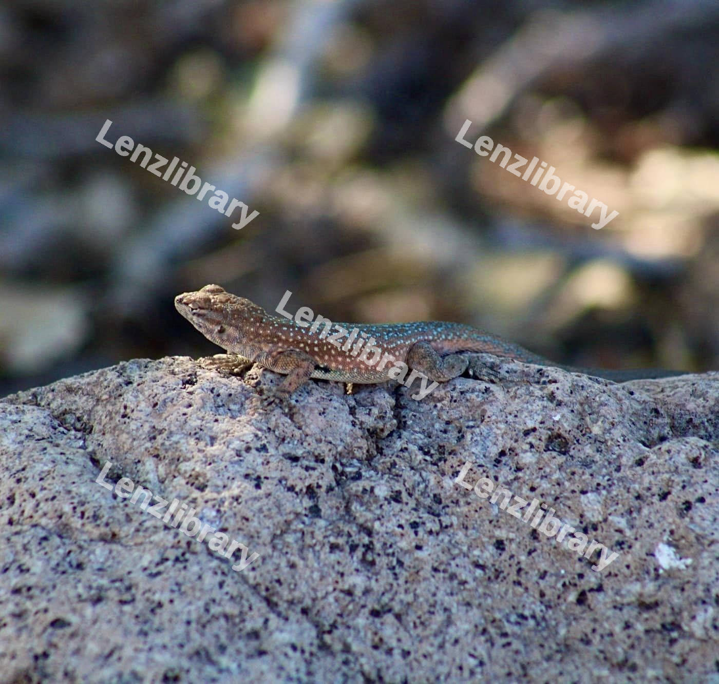 Side-blotched Lizard